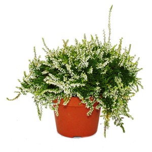 Hängende, weiße Exotenherz Calluna im 12cm Topf. Winterharte Besenheide als Set mit 3 Pflanzen.