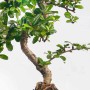 Grüner Vdvelde Bonsai Baum S Form mit geschwungenem Stamm und glänzenden Blättern, als Hausbaum.
