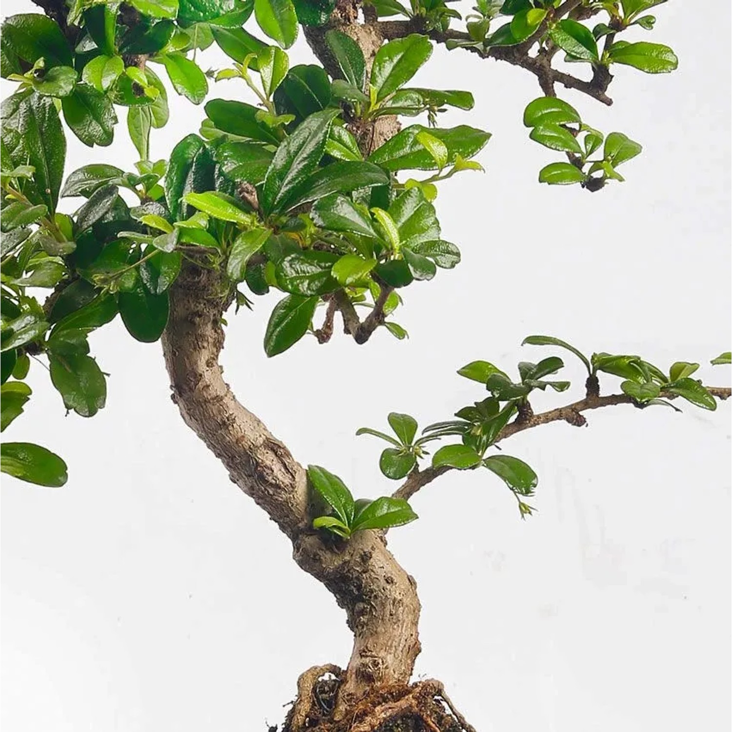 Grüner Vdvelde Bonsai Baum S Form mit geschwungenem Stamm und glänzenden Blättern, als Hausbaum.
