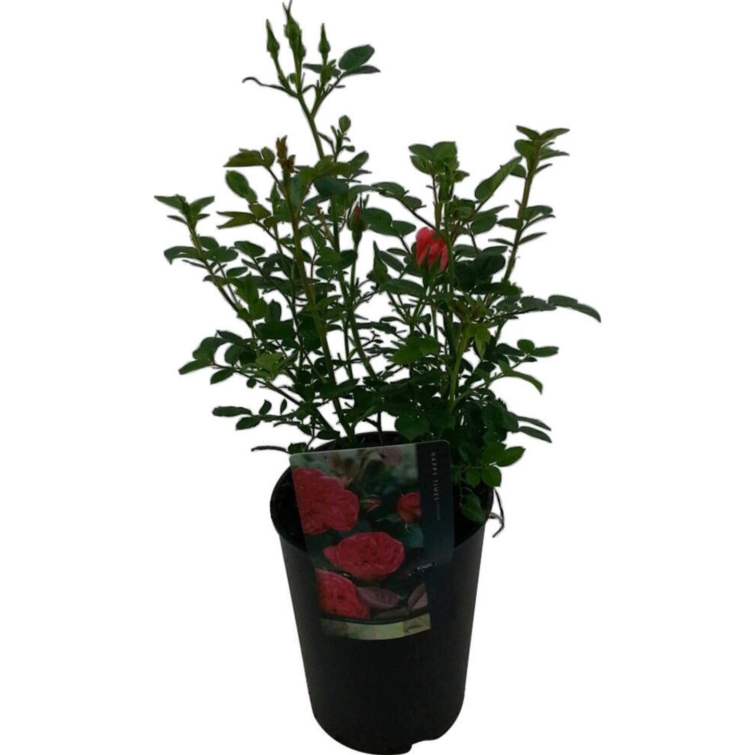 Patiorose im Topf, ca. 19 cm Ø, mit roten Blütenknospen und grünen Blättern.