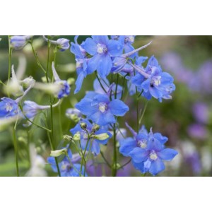 Blauer Rittersporn 'Cliveden Beauty' im Topf, eine elegante Staude für sonnige Standorte.