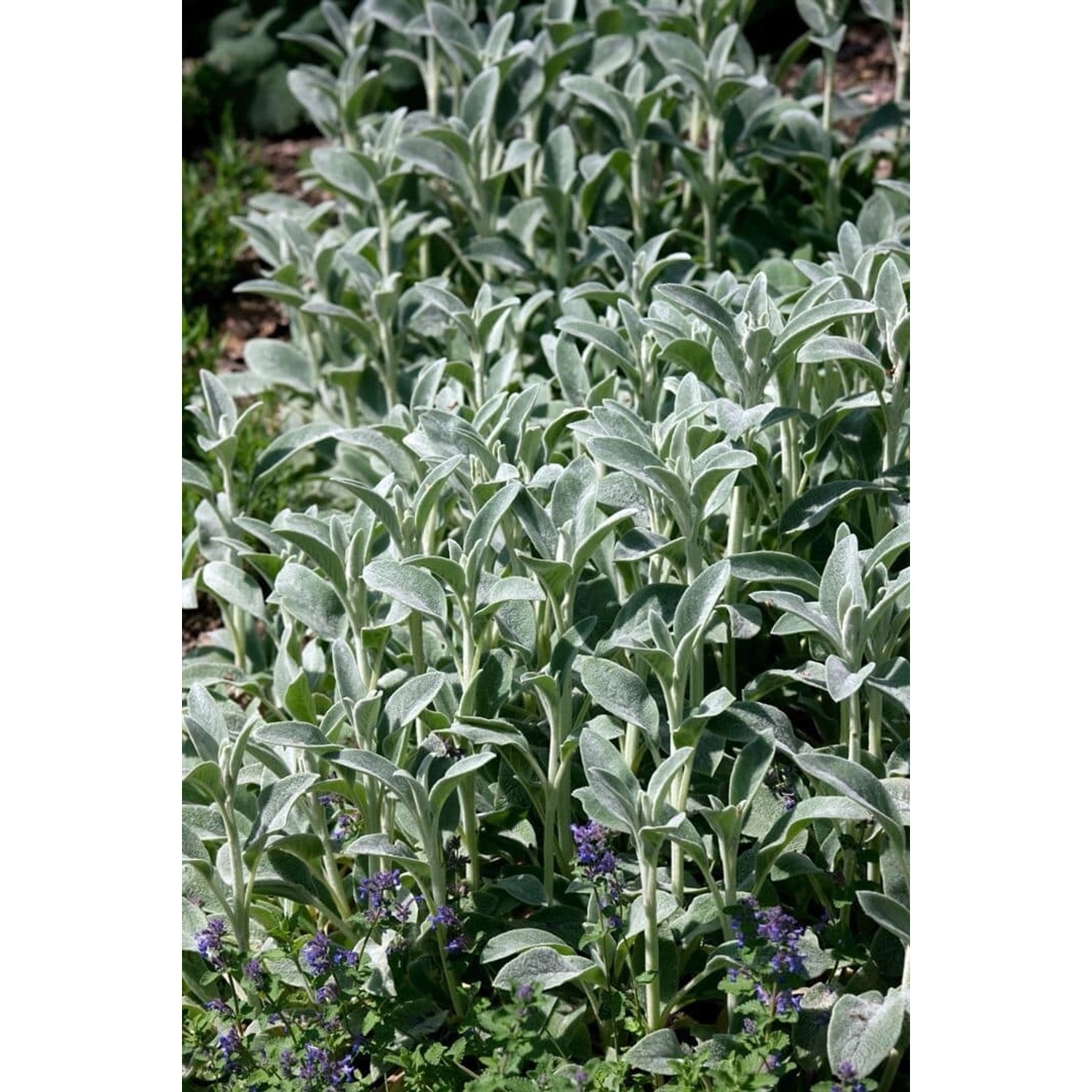 Detailaufnahme von Wollziest 'Cotton Boll' (Stachys byzantina) im 9x9 cm Topf.