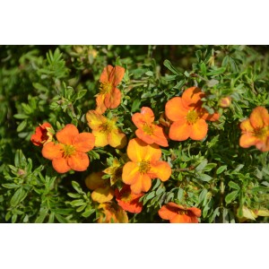 Fünffingerstrauch Bella Sol mit orangefarbenen Blüten und grünen Blättern.