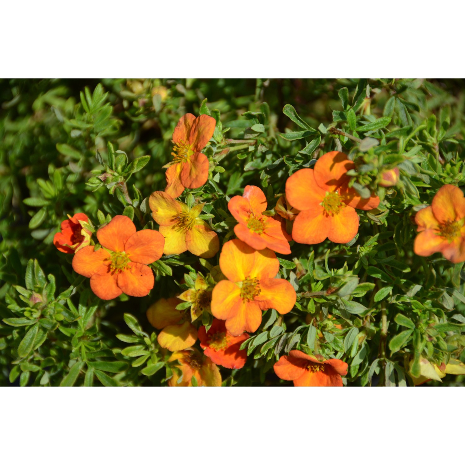 Fünffingerstrauch Bella Sol mit orangefarbenen Blüten und grünen Blättern.