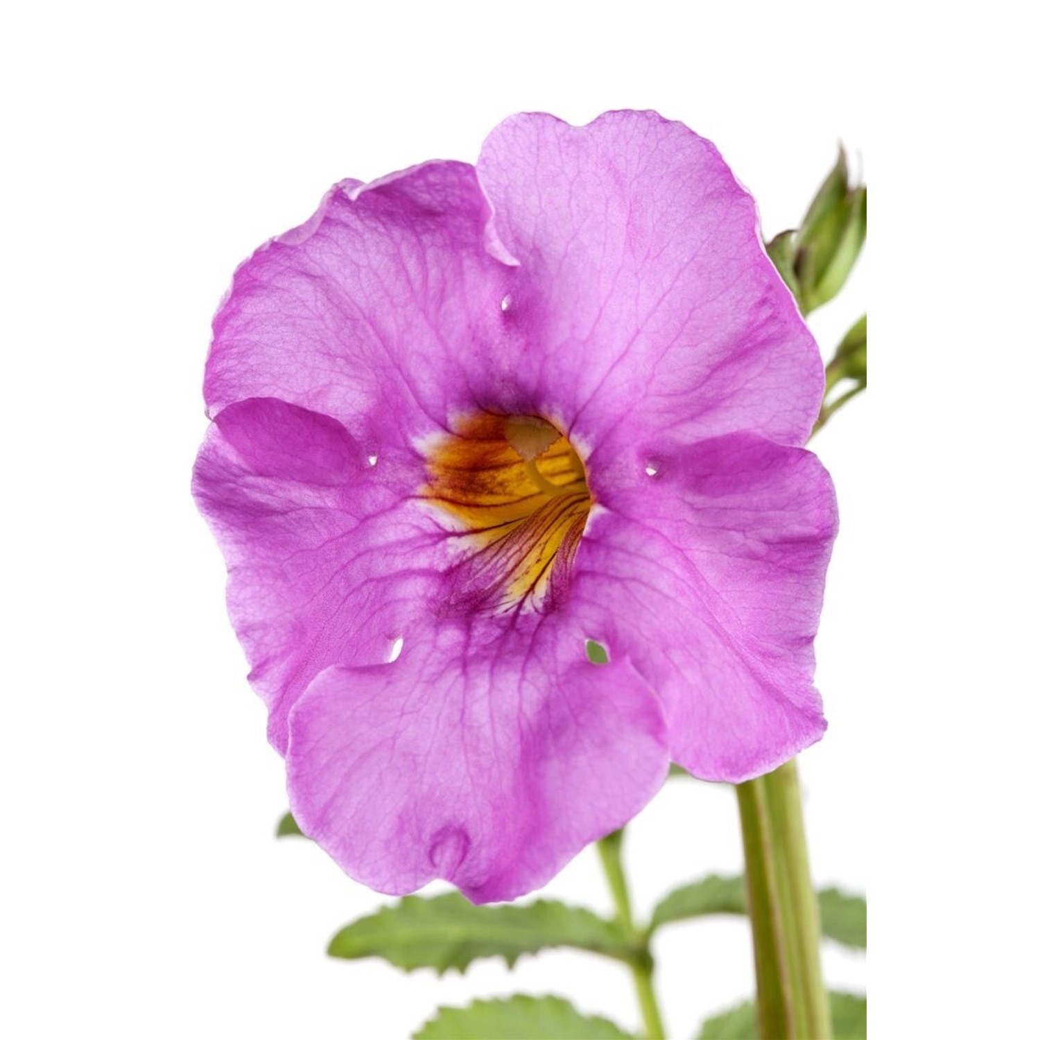 Incarvillea Delavayi Garten Gloxinie Ca. 11x11 cm Topf günstig online kaufen