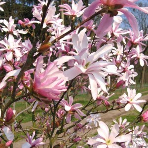 Magnolie 'Leonard Messel' Magnolia loebneri 50 bis 60 cm im Container Hellrosa Blüten