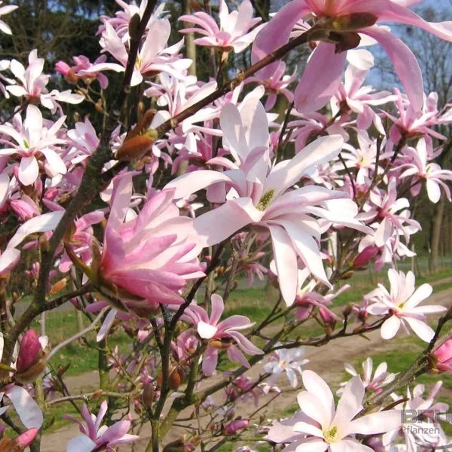 arborix Magnolie 'Leonard Messel' Magnolia, oebneri 50 Bis 60 Cm Im Container Hellrosa Blüten