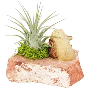 Tillandsien-Arrangement mit Regenbogenplatte, Moos und Holzstück. Dekorative Zimmerpflanze.