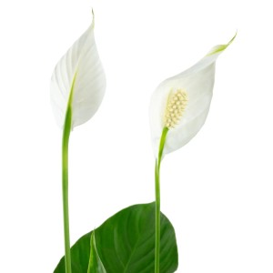 Elegantes Einblatt (Spathiphyllum) mit weißen Blüten und grünen Blättern im Topf, ca. 45 cm hoch.