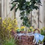 Lorbeer-Schneeball Viburnum Tinus im Korb mit weißen Blüten, immergrüner Strauch für Garten und Kübel.
