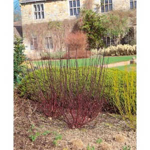 Dunkelroter Hartriegel Cornus Alba Kesselringii, 150-200 cm hoch, im Gartenbeet.
