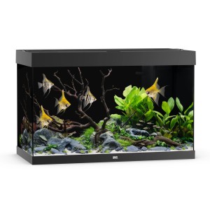 Schwarzes Juwel Aquarium Rio 290 LED Komplettset mit Fischen und Pflanzen.