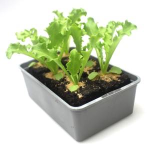 6er Schale GROW by OBI Frisee Endivien (Chicorium endivia) mit grünen, gewellten Blättern.