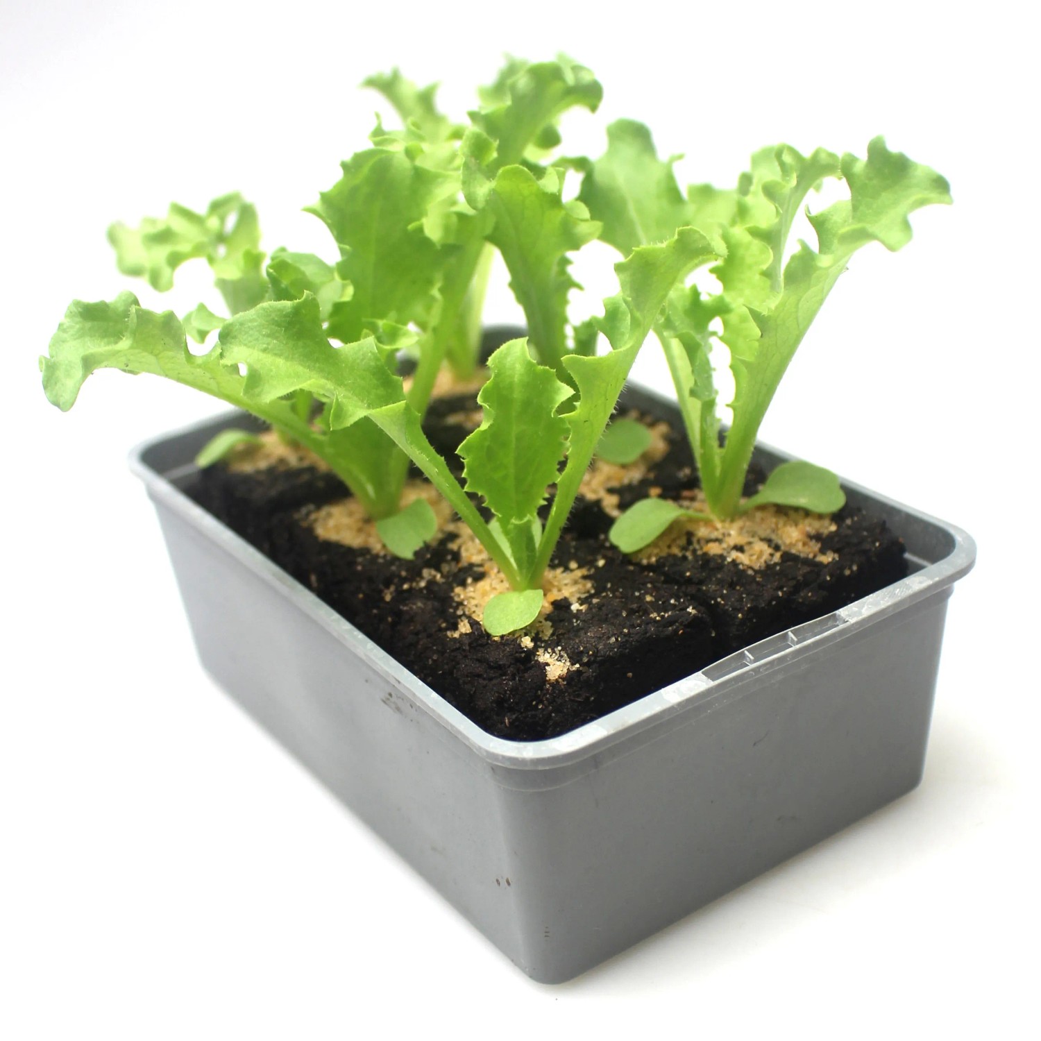 GROW by OBI Frisee Endivien 6er Schale Chicorium endivia