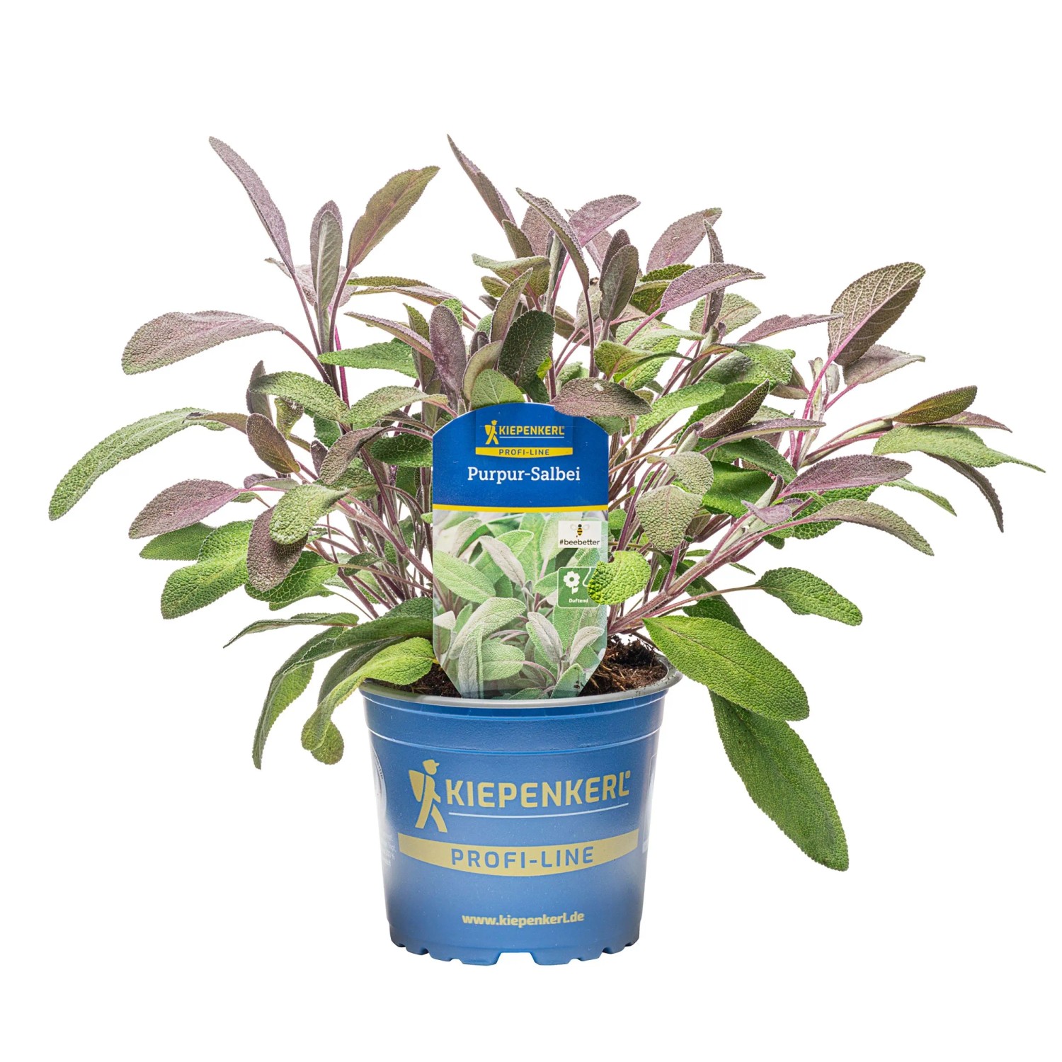 Kiepenkerl Pupursalbei #beebetter Topf-Ø ca. 12 cm