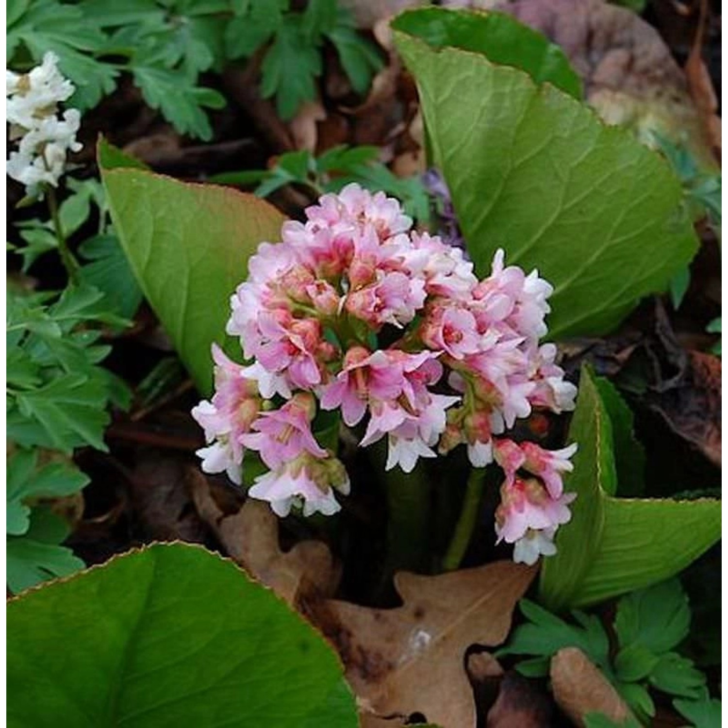 Bergenie Baby Doll - Bergenia  cordifolia günstig online kaufen