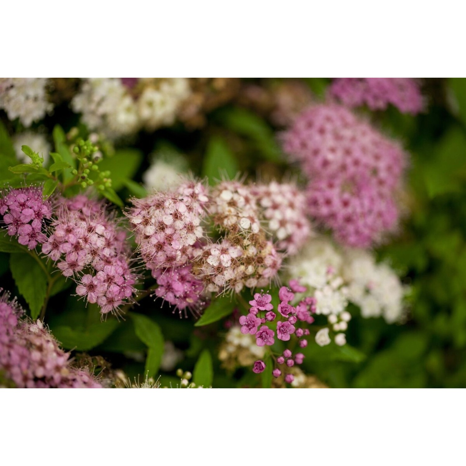 Spiraea Japonica Shirobana Japanische Spiere Mehrfarbig 15–20 cm günstig online kaufen