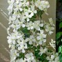 Üppige, weiße Clematis Montana Grandiflora Kletterpflanze mit vielen Blüten.