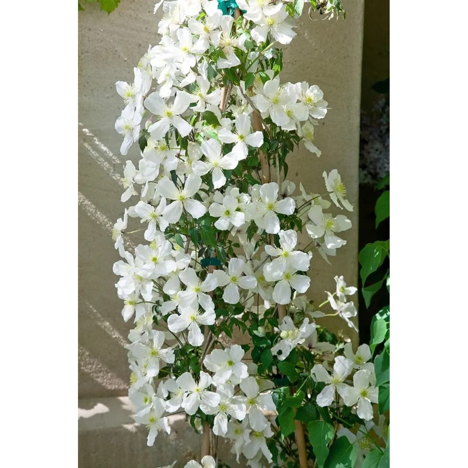 Üppige, weiße Clematis Montana Grandiflora Kletterpflanze mit vielen Blüten.