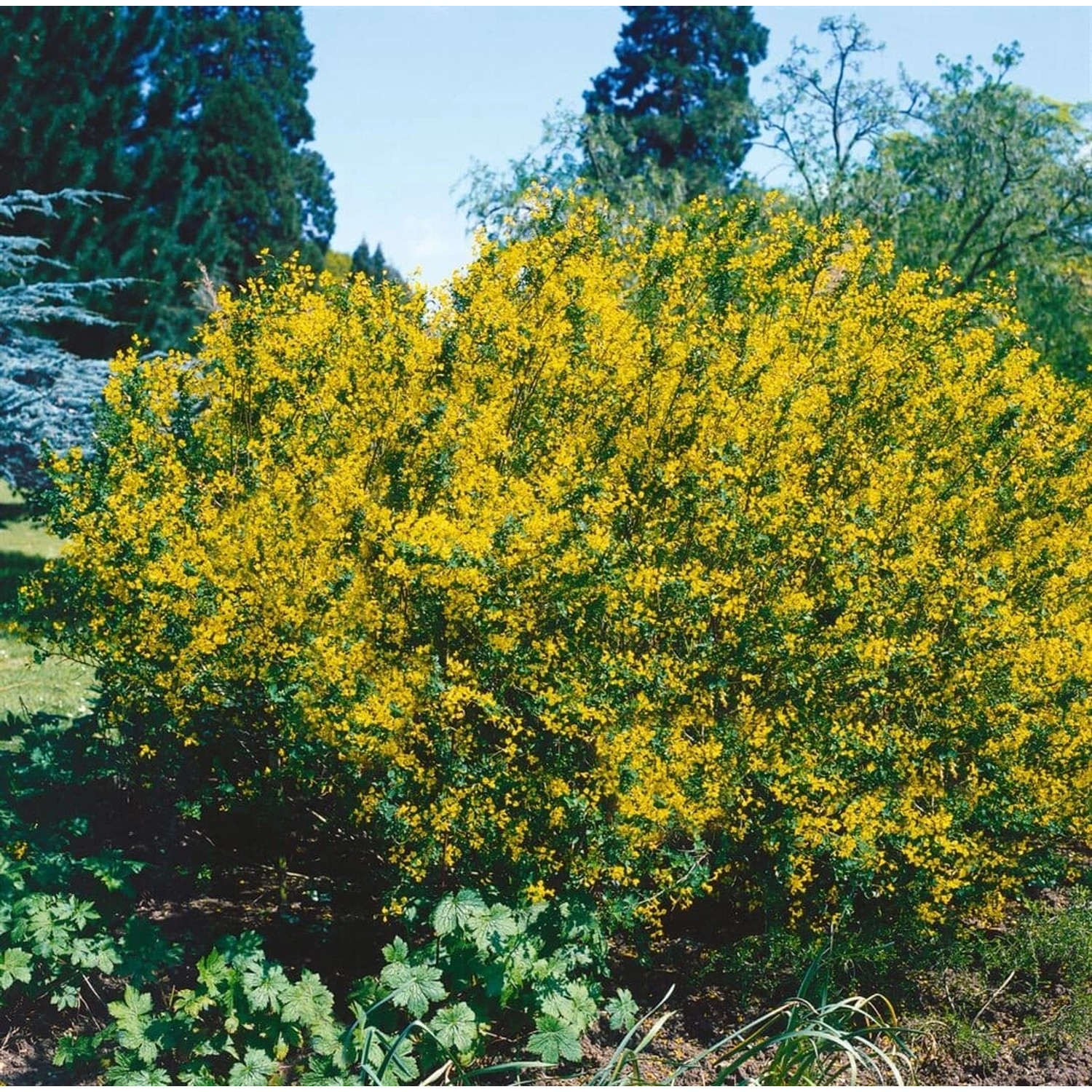 Cytisus Sessilifolius 20-30 cm günstig online kaufen