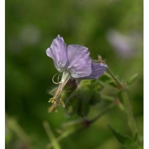 Storchschnabel Salome - Geranium