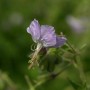 Storchschnabel Salome - Geranium