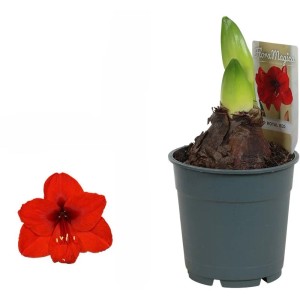 Amaryllis Rot Topf-Ø ca. 12 cm Hippeastrum