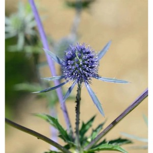 Detailaufnahme einer blauen Edeldistel Blaukappe Staude.