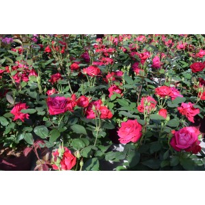 Beetrose 'Knock Out' im Topf, ca. 25-30 cm hoch, mit roten Blüten und grünen Blättern.