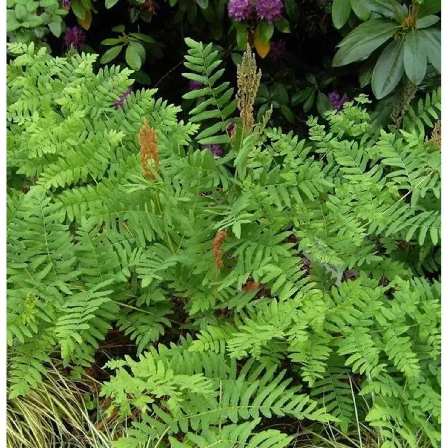 Purpur Königsfarn - Osmunda regalis Purpurascens