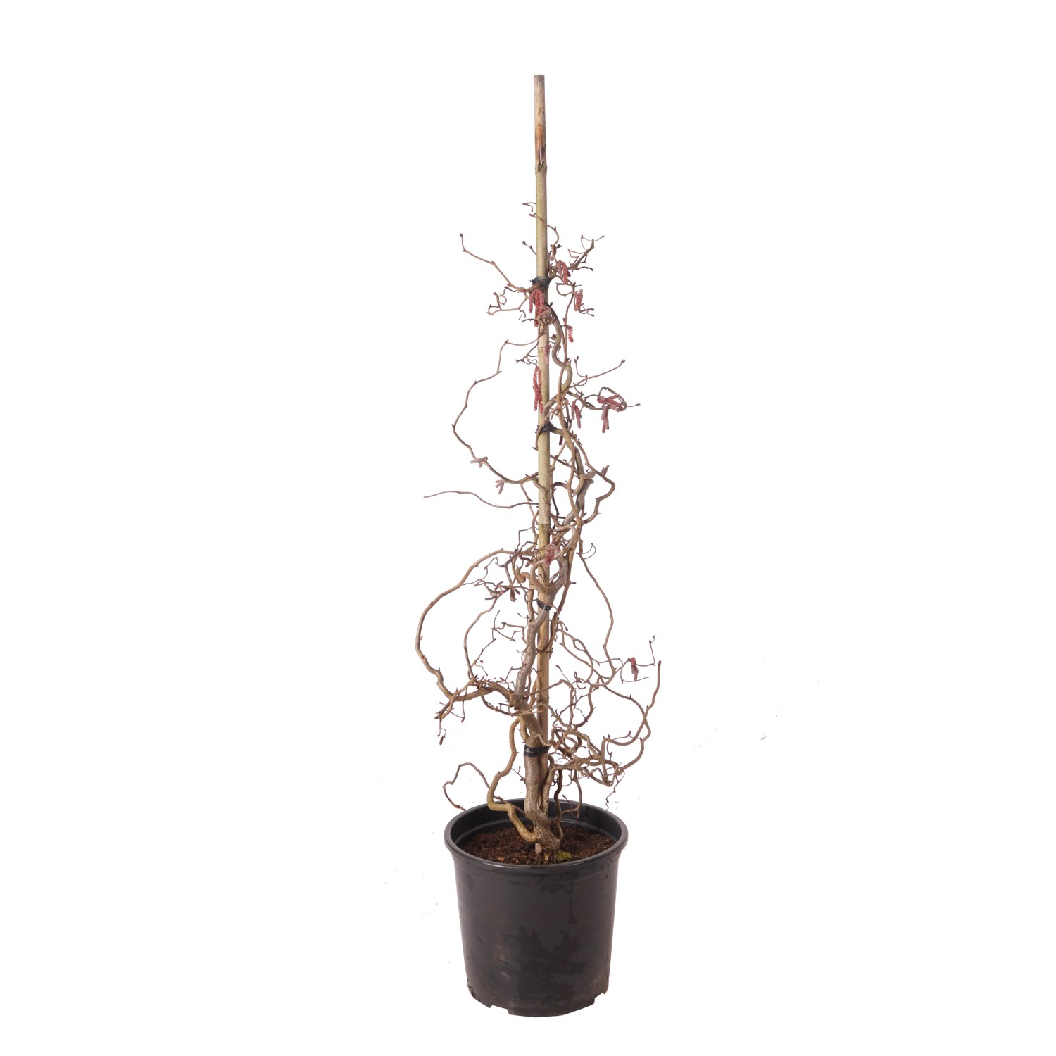 bunter bonsai Kaufen Sie gemischte seltene Rosen-Bonsai-Regenbogen-Blumensamen zum  Pflanzen Lebendige bunte Bonsai-Samen für Ihren Garten – Pure Asia Seeds main image 0