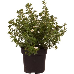 GROW by OBI Fingerstrauch Princess im Topf, ca. 30cm hoch, mit zarten rosa Blüten.