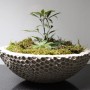 Schale aus Ultrament Bastel Beton mit Bepflanzung, ideal für DIY-Projekte.