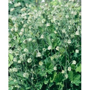 Bachnelkenwurz 'Album' im 9x9 cm Topf: Staude mit weißen Blüten und grünen Blättern.