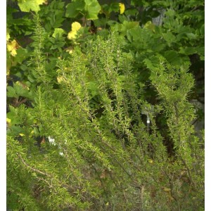 Rosmarin Weihenstephan (Rosmarinus officinalis) im Gartenbeet.