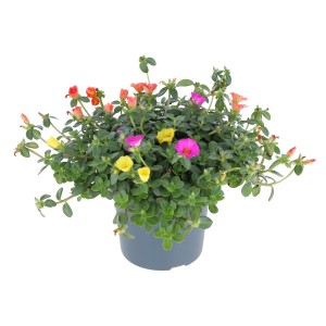GROW by OBI Portulakröschen Tricolor im Topf mit gelben, pinken und orangen Blüten.