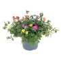 GROW by OBI Portulakröschen Tricolor im Topf mit gelben, pinken und orangen Blüten.