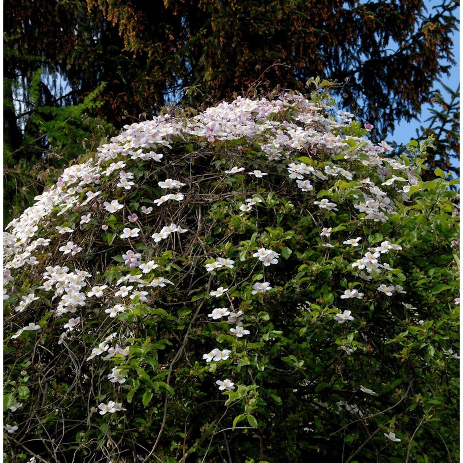 Berg Waldrebe Elizabeth 60-80cm - Clematis montana günstig online kaufen