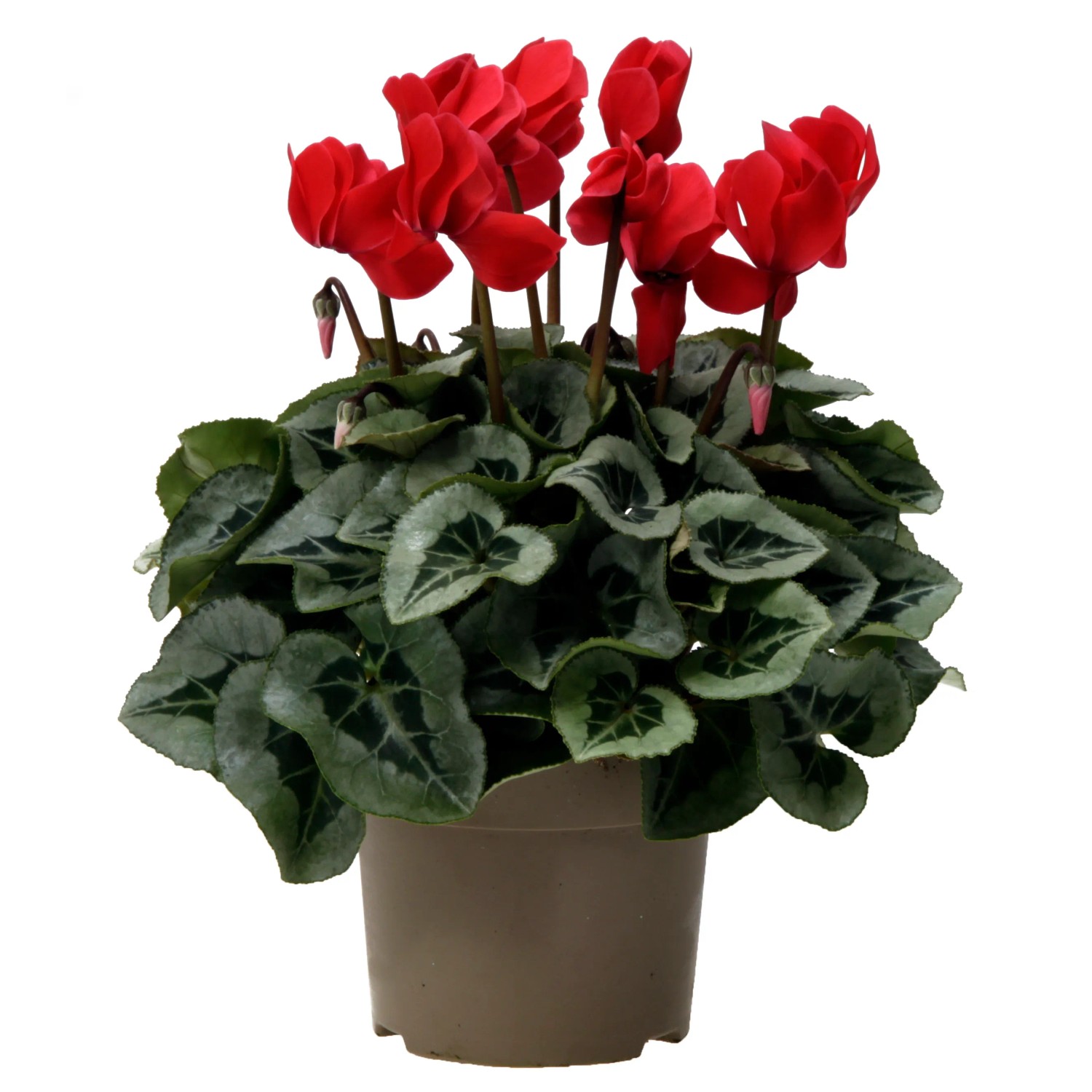 Alpenveilchen Farbenauswahl Höhe ca. 30-35 cm Topf-Ø ca. 13 cm Cyclamen persicum kaufen bei OBI