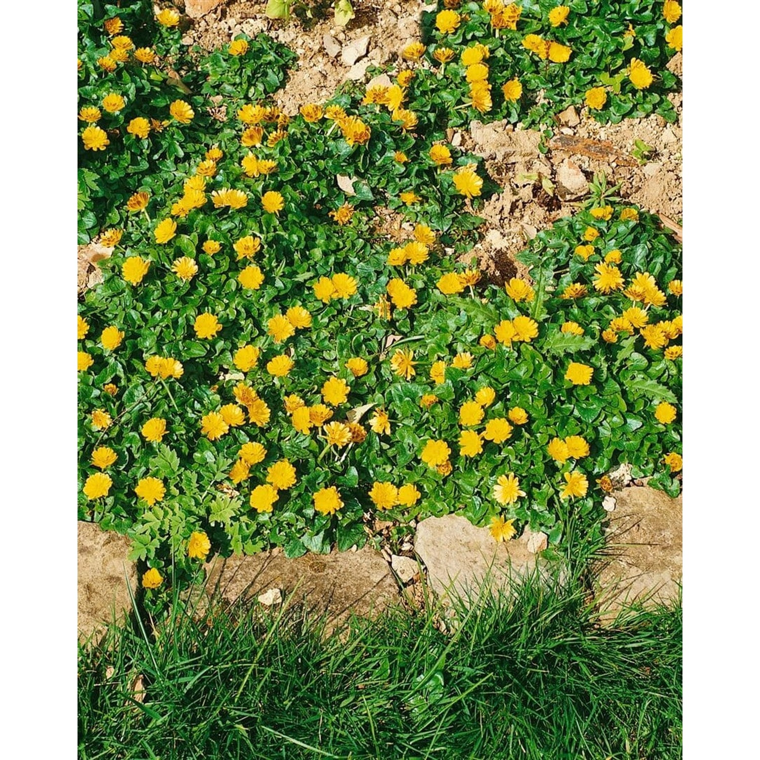 Ranunculus Ficaria Flore Pleno Gefülltes Scharbockskraut Ca. 9x9 cm Topf günstig online kaufen