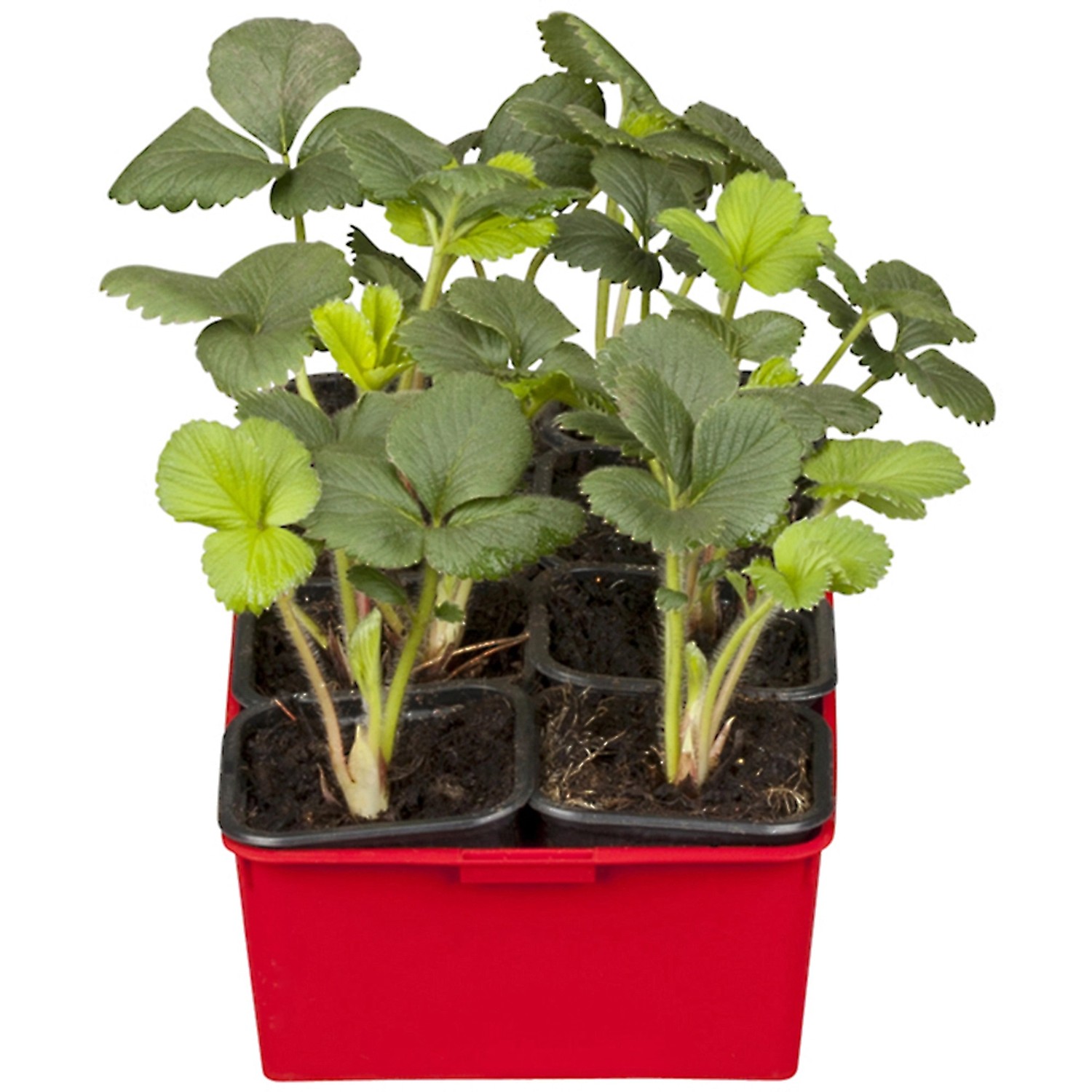 Garten-Monats-Erdbeere Ostara 6er-Tray