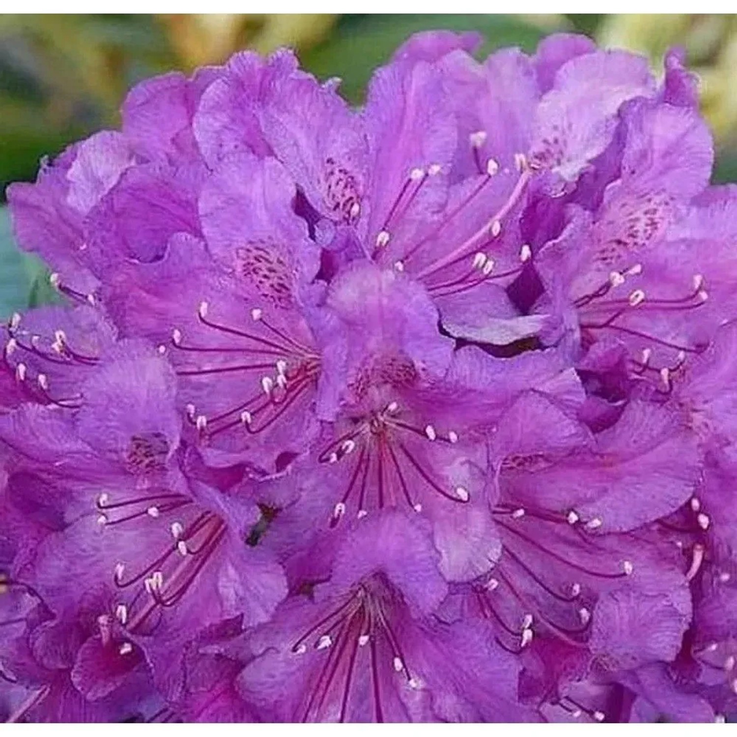 Rhododendron Bohlkens Lupinenberg Laguna 30-40cm - Rhododendron williamsianum