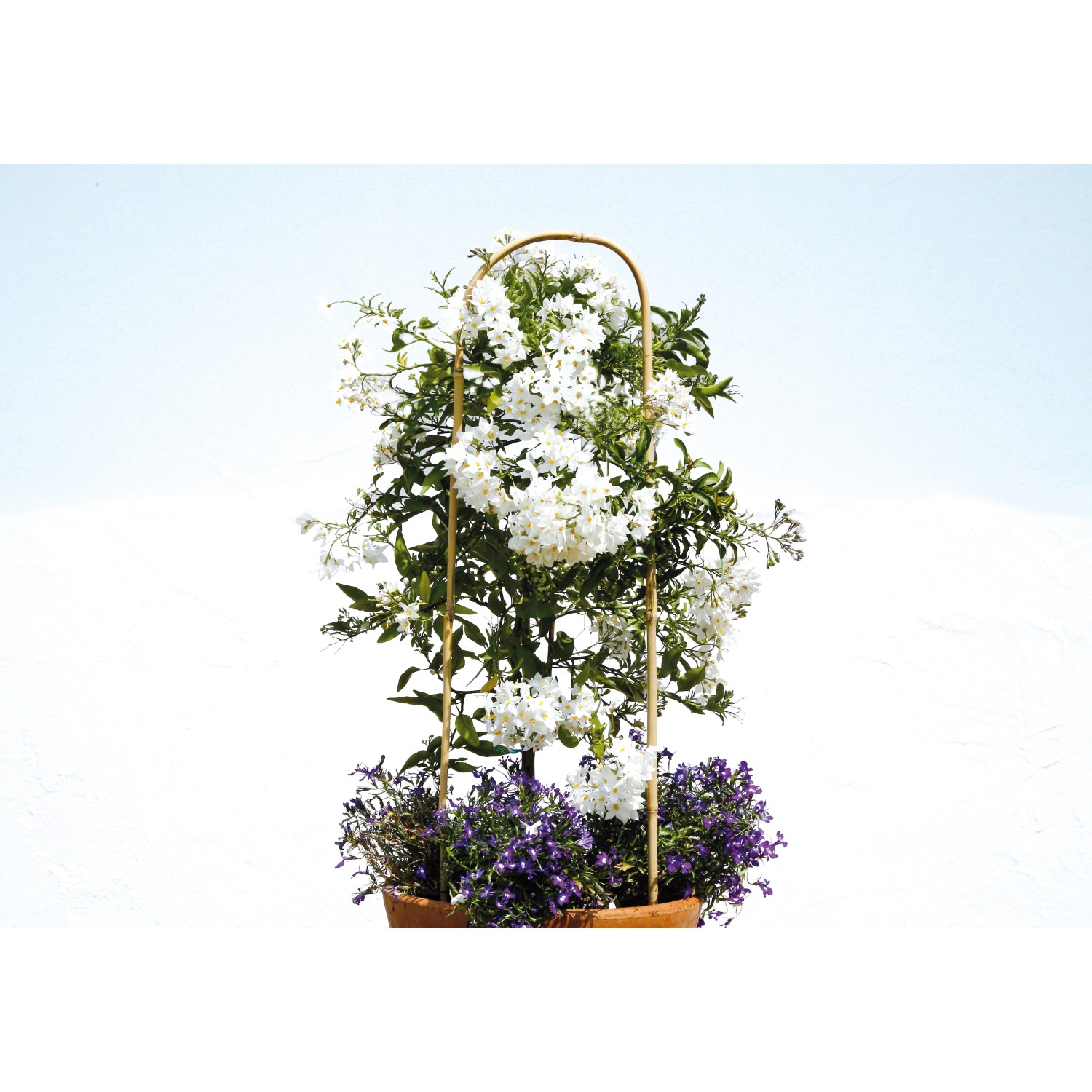 Floraworld Pflanzenbogen 2er-Set, 90 cm, aus Bambus mit blühender Pflanze in einem Topf.