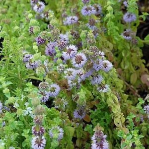 Blühende Poleiminze (Mentha pulegium), eine krautige Staude mit kleinen lila Blüten.