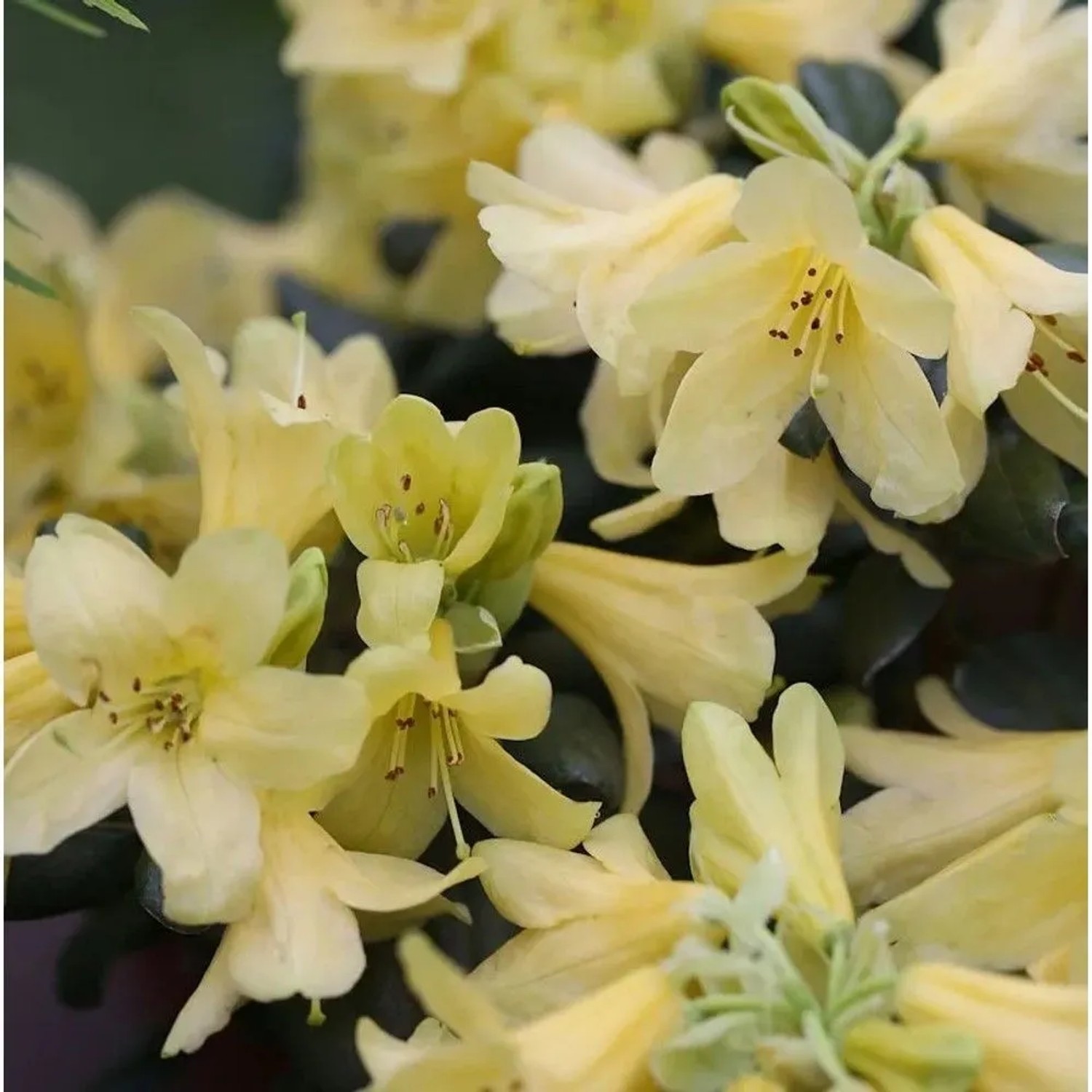 Wild Alpenrose 30-40cm - Rhododendron ambiguum