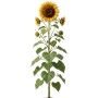 LaCaTho Sonnenblume Einfache Riesen, Helianthus Annuus. Hohe Pflanze mit großen gelben Blüten und grünen Blättern.