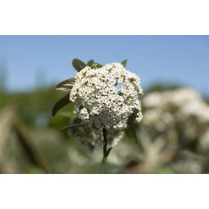 Blühender Viburnum x pragense (Prager Schneeball) mit weißen Blüten als Heckenpflanze.