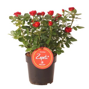 Kompakte rote Rose Zepeti im Topf (ca. 3,5 l), ideal für Beet und Balkon.
