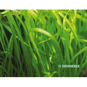 Dennerle Vallisneria Spiralis, grüne Aquariumpflanze für den Hintergrund im Aquarium.