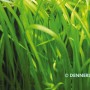 Dennerle Vallisneria Spiralis, grüne Aquariumpflanze für den Hintergrund im Aquarium.